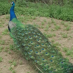 Meet your Posher, Jana